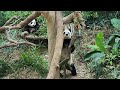 20230105 (am) Giant Panda Le Le 叻叻 and Jia Jia 嘉嘉 @ River Wonders Singapore 新加坡河川生态园