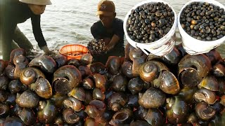 Unbelievable with Million Snails under Water,Find Snail in the Water got Two Baskets full of Snails