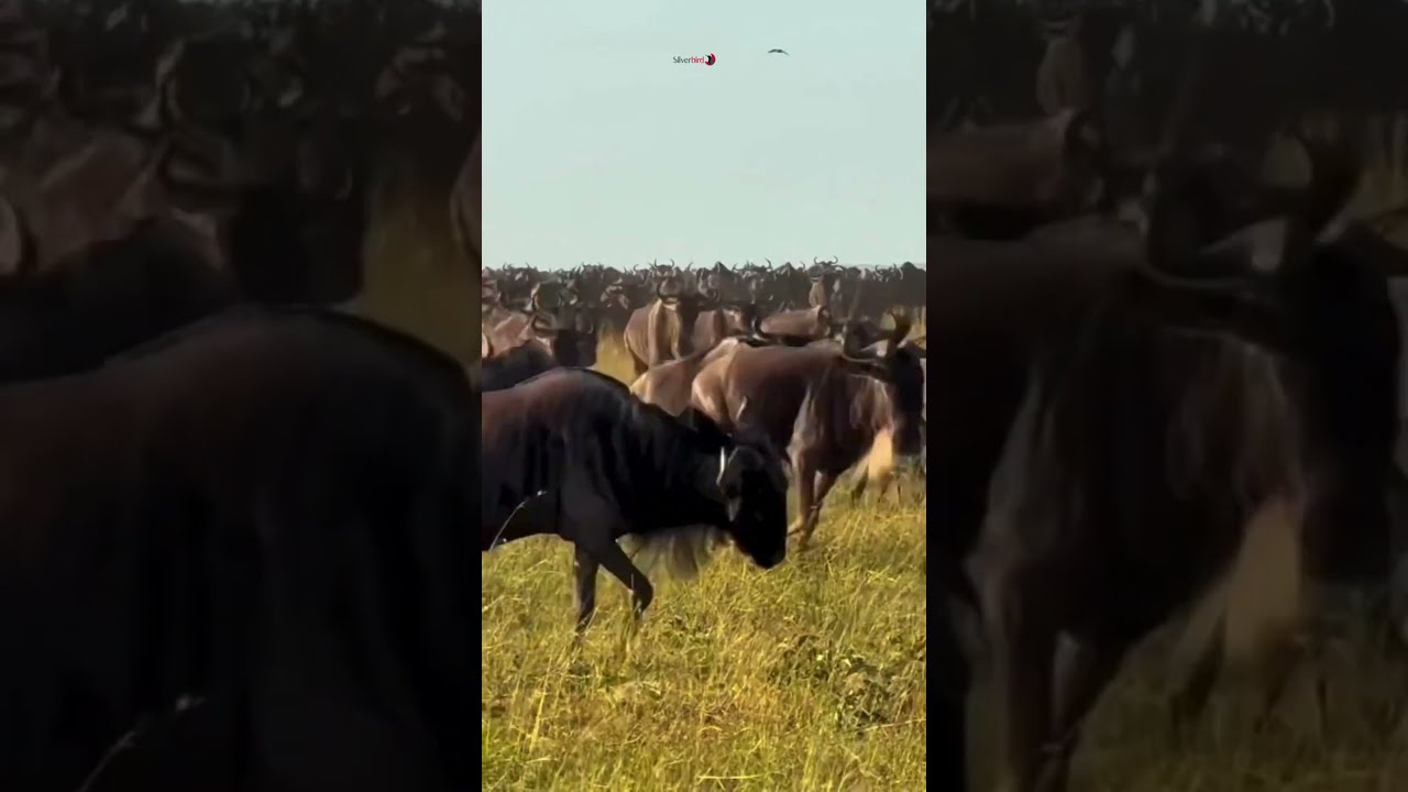 The Great Wildebeest Migration Aug Sept 