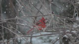 Cardinal In The Snow And Squirrel Hop Slow Motion