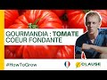 La tomate gourmandia dans un potager   howtogrow  hmclause