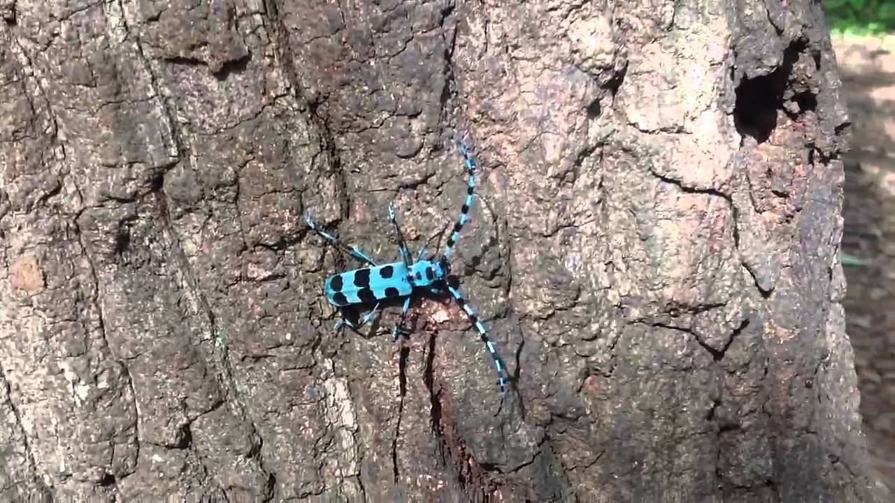 ルリボシカミキリが美しいと話題