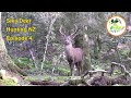 Sika Deer Hunting New Zealand - EP 4 (Sika hunting during the rut plus Tips on Calling in Stags)