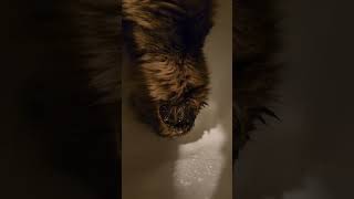 Shower Watering Hole by JENuine & Pawsitive 7 views 1 year ago 1 minute, 10 seconds