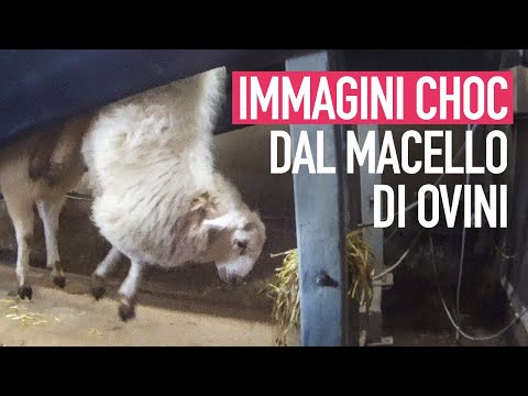 Video: L'alieno è Stato Creato Dallo Stomaco Di Una Mucca, Le Gambe Di Un Agnello E Il Cervello Di Montone - Visualizzazione Alternativa