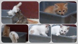 @cc.cutecats TOILET TRAINING FOR KITTENS. 🐱🧻  #cat #kitten #kucing by CC.CUTECATS 361 views 1 month ago 2 minutes, 20 seconds