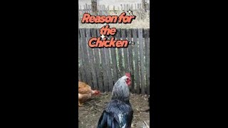 Hero Hens How Our Pet Chickens Turn Trash Into Garden Treasure