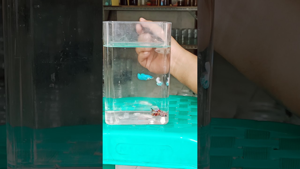 tahapan proses mutasi cupang multi color