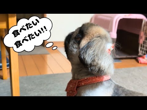 食いしん坊!!飼い主に無言の圧をかける愛犬がこちらです!
