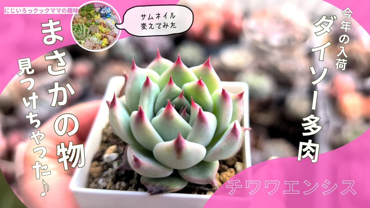 Daiso Succulents] Have they become less rare this year?! They seem