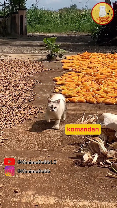 LAPOR KOMANDAN #shorts #dubbing