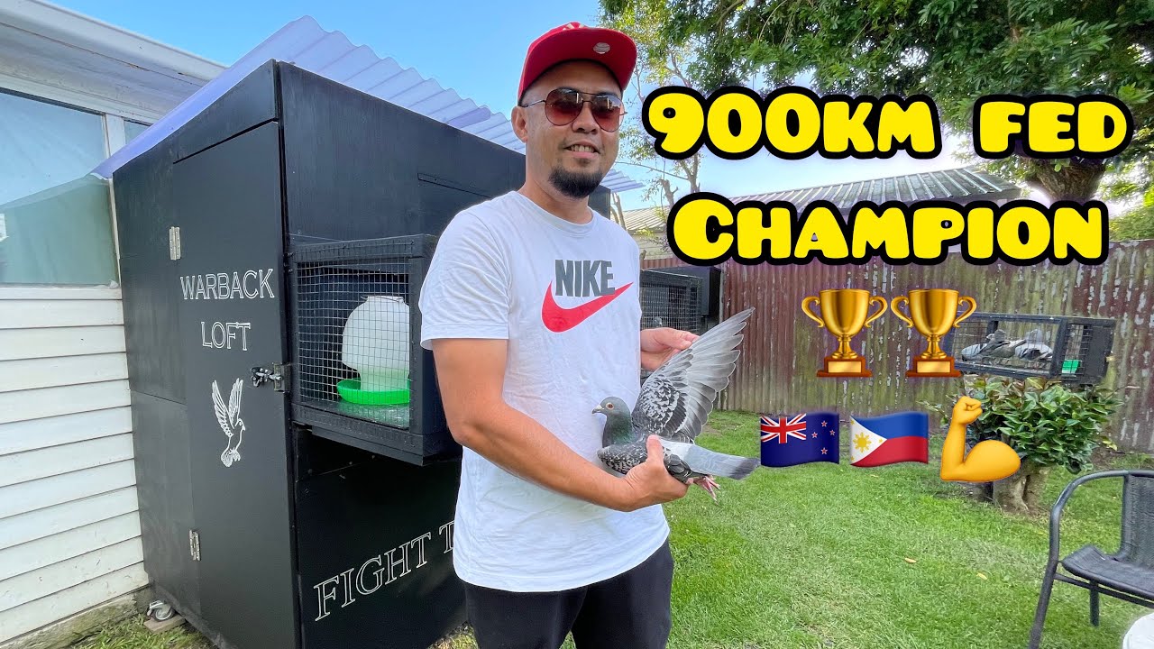 LOFT VISIT: 900km FEDERATION CHAMPION WARBACK LOFT🏆🏆🏆