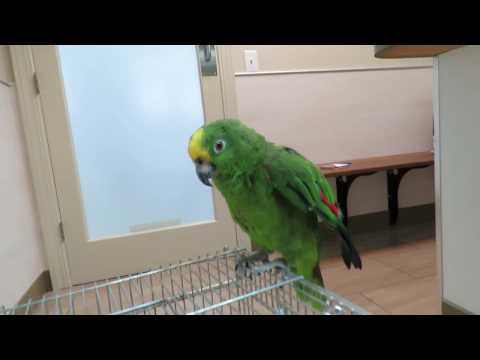 exotic vet mt pleasant