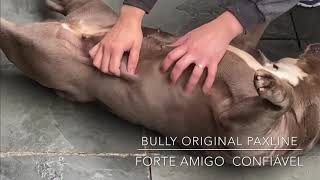 Original American Bully  %Paxline