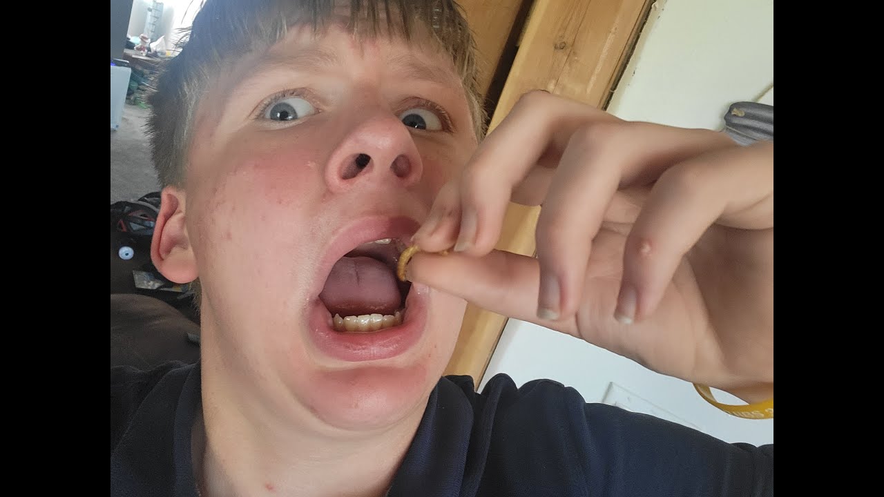 Starting a meal worm farm at home!