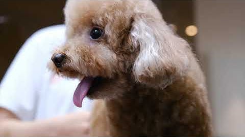 BNP Hướng dẫn khử mùi thú cưng