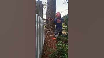tree felling in a tight spot