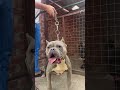 ده مش فيديو تعارف دي كانت بداية خناقة Pitbull كلاب ده مش فيديو تعارف دي كانت بداية خناقة Pitbull كلاب