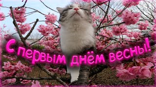 С первым днём весны! пришла весна!