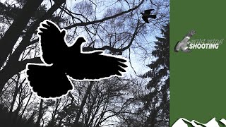 Irish pigeon roost shoot