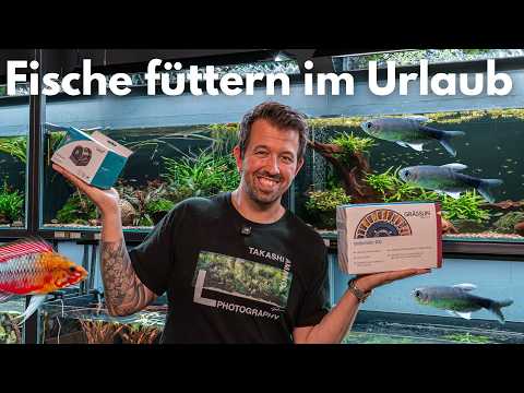 Feeding fish on vacation