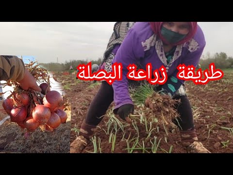 فيديو: زراعة وحصاد البصل الأحمر - كيفية زراعة البصل الأحمر