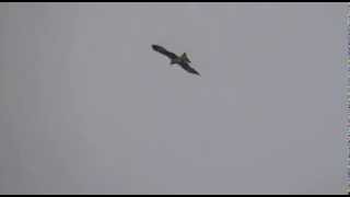 birds flying kaaba makkah
