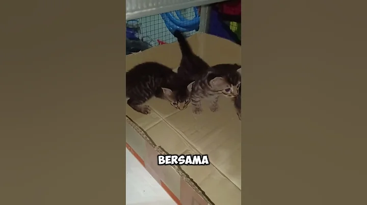 Video 11613091: bengal cat kitten, cat kitten persia
