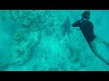 Spearfishing HUGE Grouper and Hogfish in the Bahamas