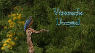 Vissende ijsvogel movie