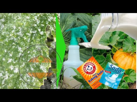 Sekrety Ogrodnika Oprysk z mleka i sody potężny eko fungicyd na choroby grzybowe mszyce soda mleko