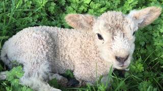 Cute baby lamb bleating  Baby lamb makes  baaing sounds