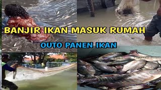 Tangkap ikan : Banjir Membawa Berkah...!!! Banyak Ikan Besar Masuk Rumah dan Halaman Rumah