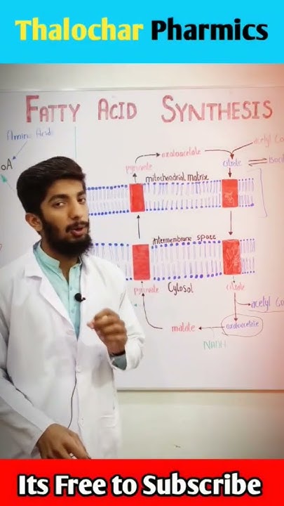 Fatty Acid Synthesis Biochemistry In Urdu YouTube fatty-acid-synthesis-biochemistry-in-urdu-youtube