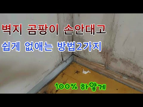 벽지 곰팡이 쉽게 없애는 방법 !! 100%복원