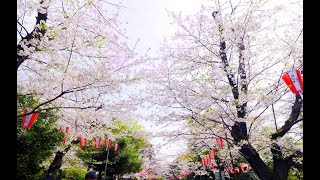 上野恩賜公園の桜 2024年4月7日 令和6年
