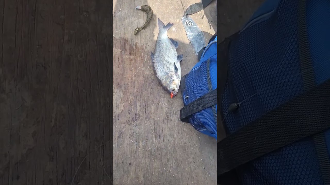 удочка и катушка gizzard shad 😲😲🤷‍♂️ 