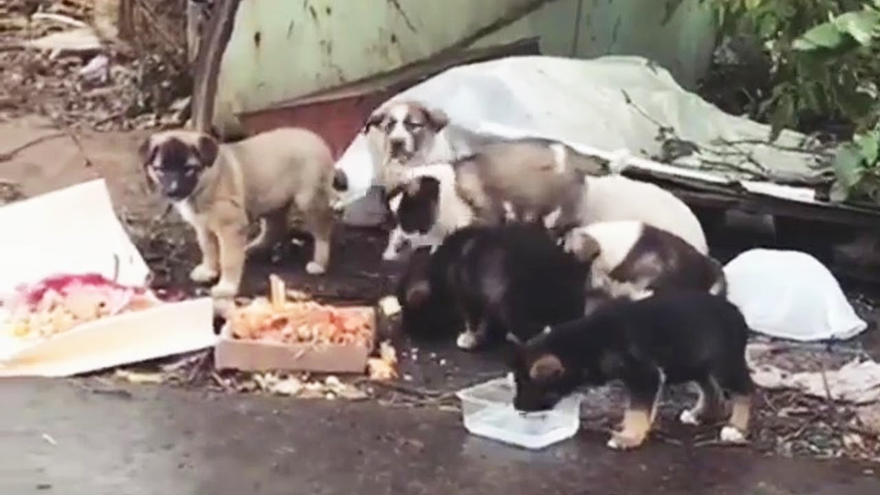Overwhelmed with the number of puppies found and the journey to find ...