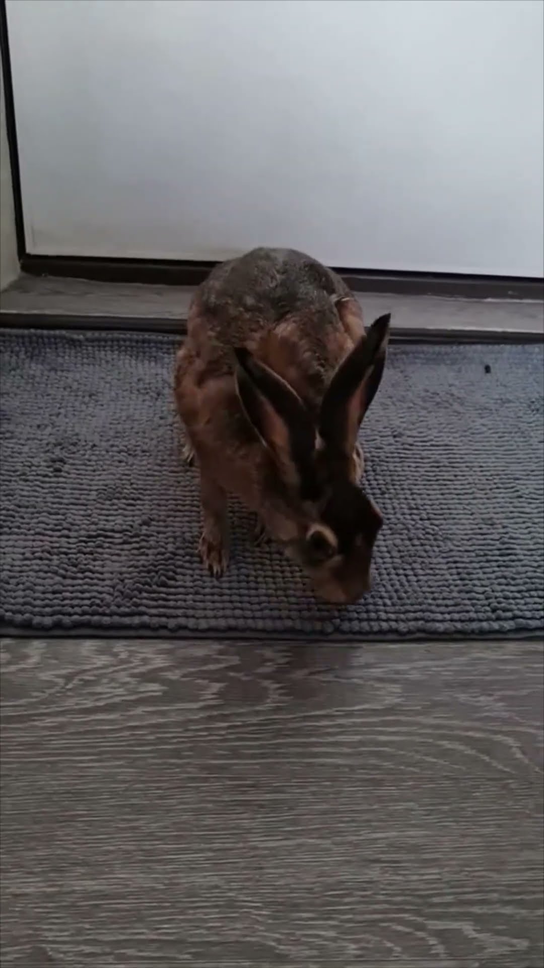 Hare Playfully Attempts to Grab a Pillow as Owner Talks