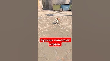 Курицы в CS2 помогают играть?! #csgo #кс2 #киберспорт #кс2приколы #лайфхаки