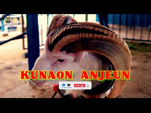 KUNAON ANJEUN || MUSIK PAMIDANGAN DOMBA GARUT class=