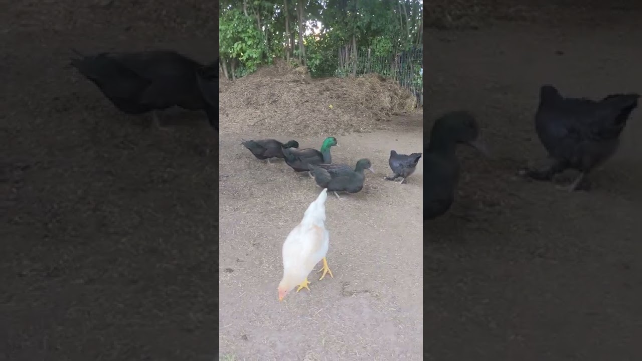 Cayuga ducks and chickens explore hay pile YouTube