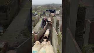 Disaster On Sheep Sorting Gate . No Animals Harmed #Youtubeshorts #Viralvideo #Sheep #Sheepdog