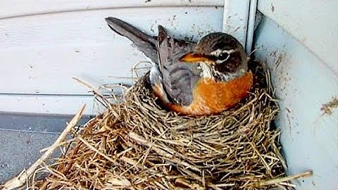 Robin Building a Nest | 100 Minutes