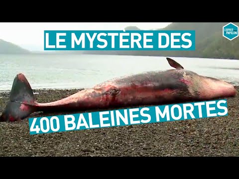 Vidéo: Le Mystère Des Suicides Massifs De Baleines - Vue Alternative