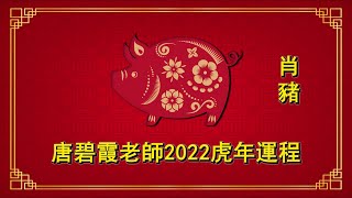 豬 - 虎年2022十二生肖運程 - 碧霞老師
