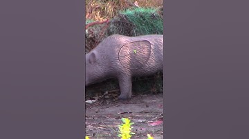 53 YARD archery shot on a 3D WILD BOAR with the Hoyt Compound Bows and the BOYS 🏹! #archery