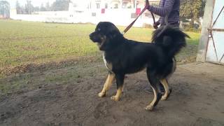 Gaddi dog from Punjab, Leonidas 2 years old