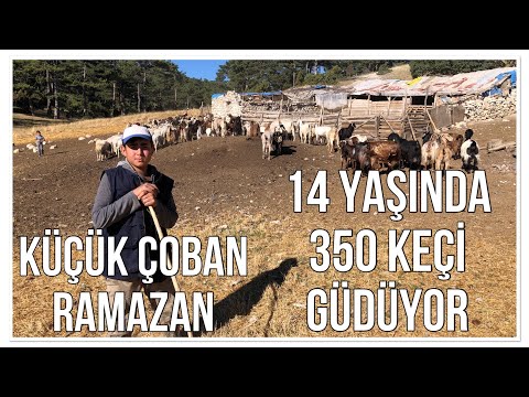 14 YAŞINDA 350 KEÇİ GÜDÜYOR