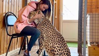 Cheetah thanks his mistress for her love and delicious dinner. Cheetah Gerda and the evening ritual